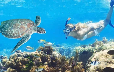 Wasserschildkröten im Meer am Korallenriff