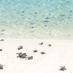 Facts about turtle nesting season in Mexico