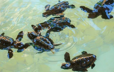 Indulge in a little luxury