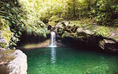 Guadeloupe Regenwald