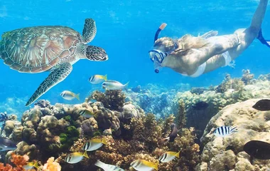 Черепахи в океані