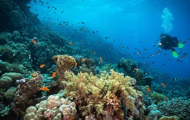 diving in the bahamas
