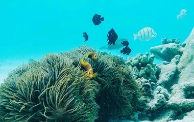 Fish & underwater life