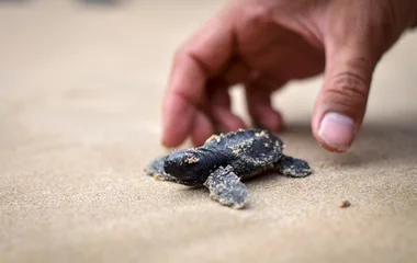 Turtle on the beach in the Seychelles