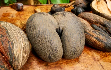 Coca de Mer palm seeds