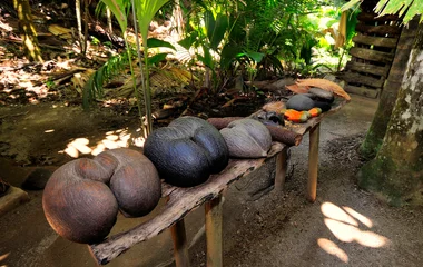 World's largest seeds in Vallee de Mai