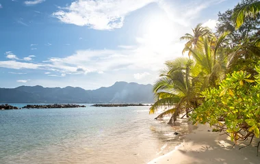 Spiaggia delle Seychelles al tramonto con palma e cielo illuminato dal sole