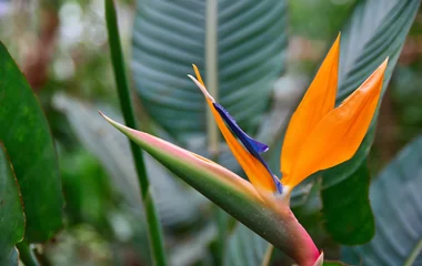 La Digue - Best for searchers for fantastic beasts