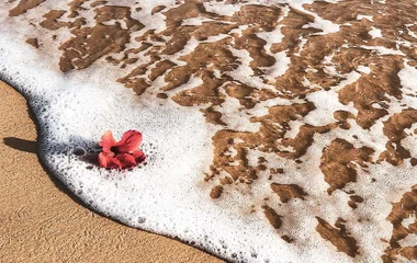 Blume in einer Welle am Strand