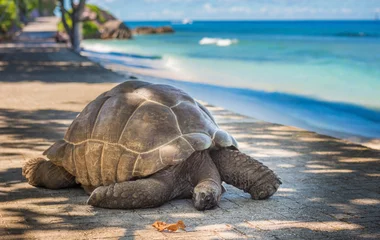 Riesenschildkröte Seychellen