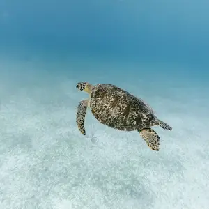 Facts about turtle nesting season in Mexico