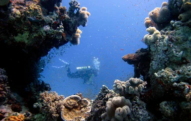 Turtles on the Seychelles beach