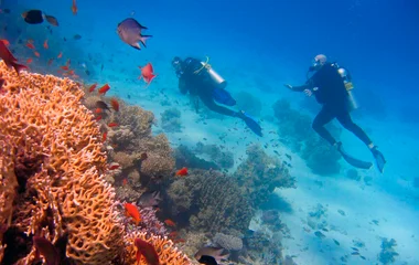 Scuba diver swimming in the sea