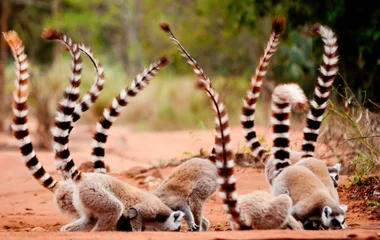 Madagascar