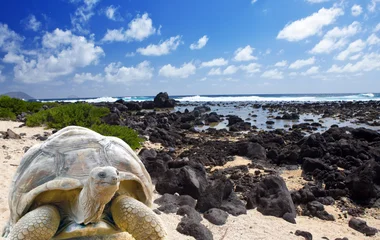 tortoises, beach, island, club med, seychelles