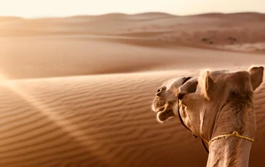 Oman : que visiter pour voir ses étendues désertiques