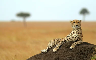 Afrique