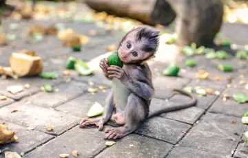 bali ubud