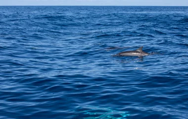 毛里求斯Club Med度假村村外游