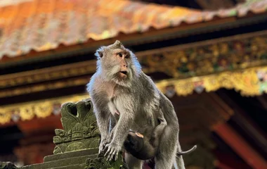 monkey forest in bali