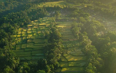 Rice fields in Ubud, Bali