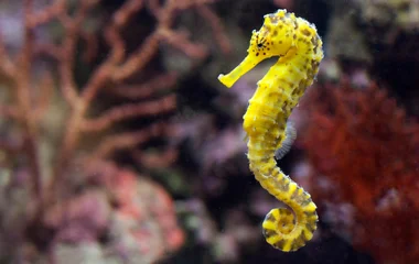 seahorses from Seahorse World, TAS