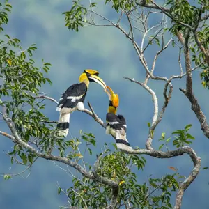 birds, nature, borneo, kota kinabalu