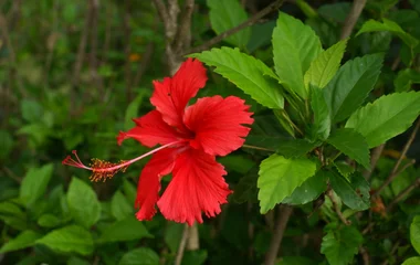 Hibiscus