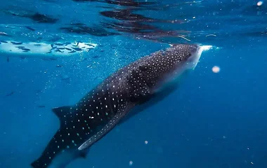 Requin-baleine