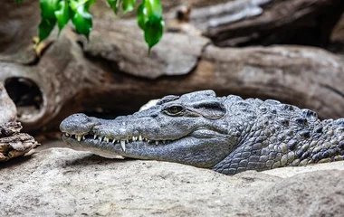 Crocodile