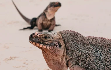 Iguane