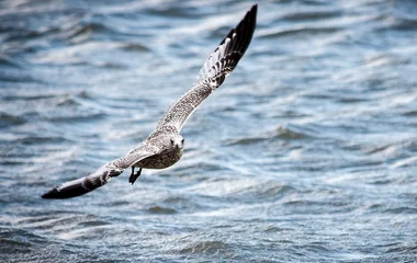 Oiseau