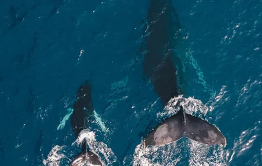 Baleines