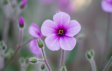 Fleur