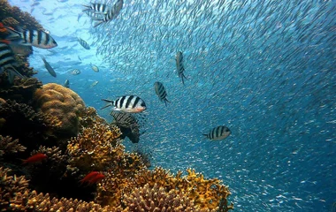Poissons