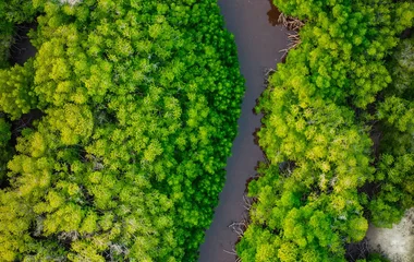 Mangrove