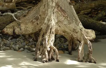 Mangrove