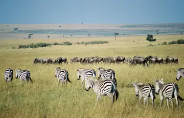 Masai Mara