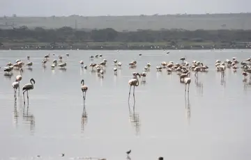 Lac Elmenteita