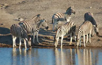 Parc national d'Etosha