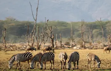 Parc national de Manyara