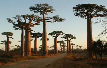 Allée des Baobabs