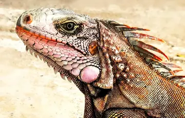 Iguane