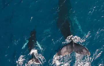 Baleines