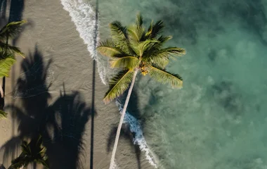 Palmiers sur la plage en République Dominicaine