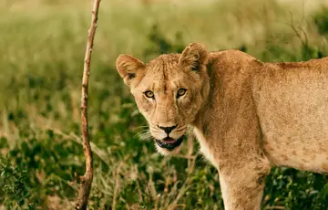 lion on a safari