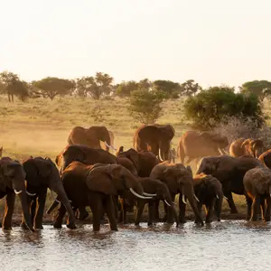 Agence de voyage en Afrique du Sud : votre aventure sur-mesure