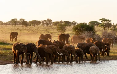 Elephants South Africa