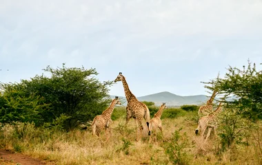 Girafes en Afrique du Sud