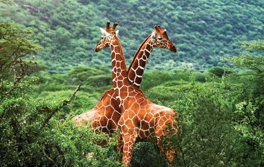 South Africa Giraffe